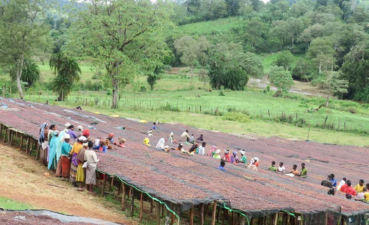 Ethiopia Keffa Grade 2: Green