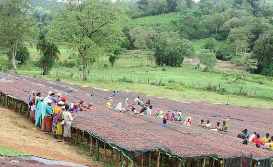 Ethiopia Keffa Grade 2: Green